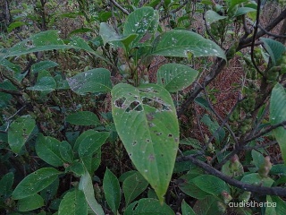 Strobilanthes callosus leaf5.jpg